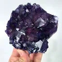 specimen video