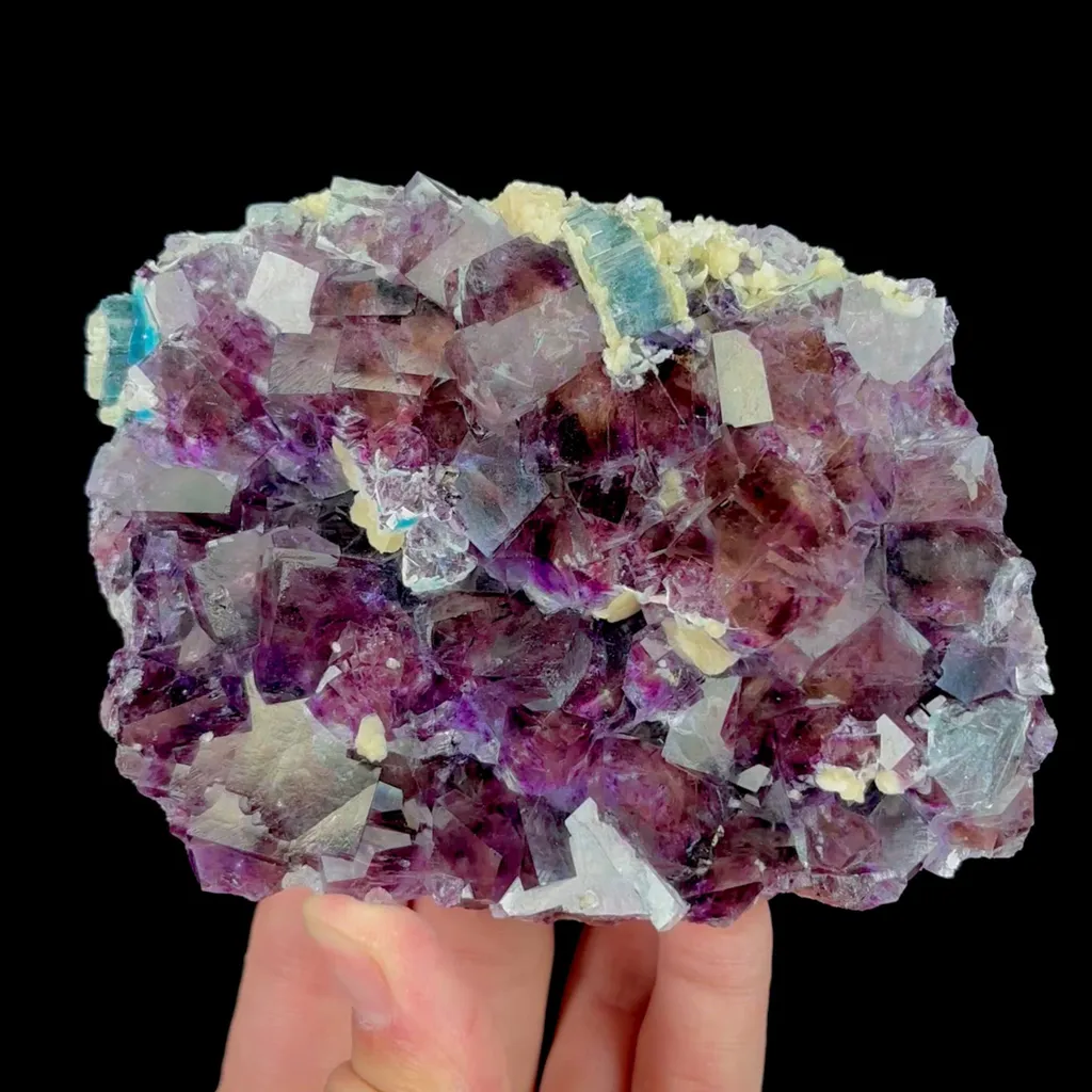 specimen video