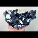 specimen video
