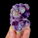 specimen video
