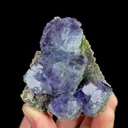 specimen video