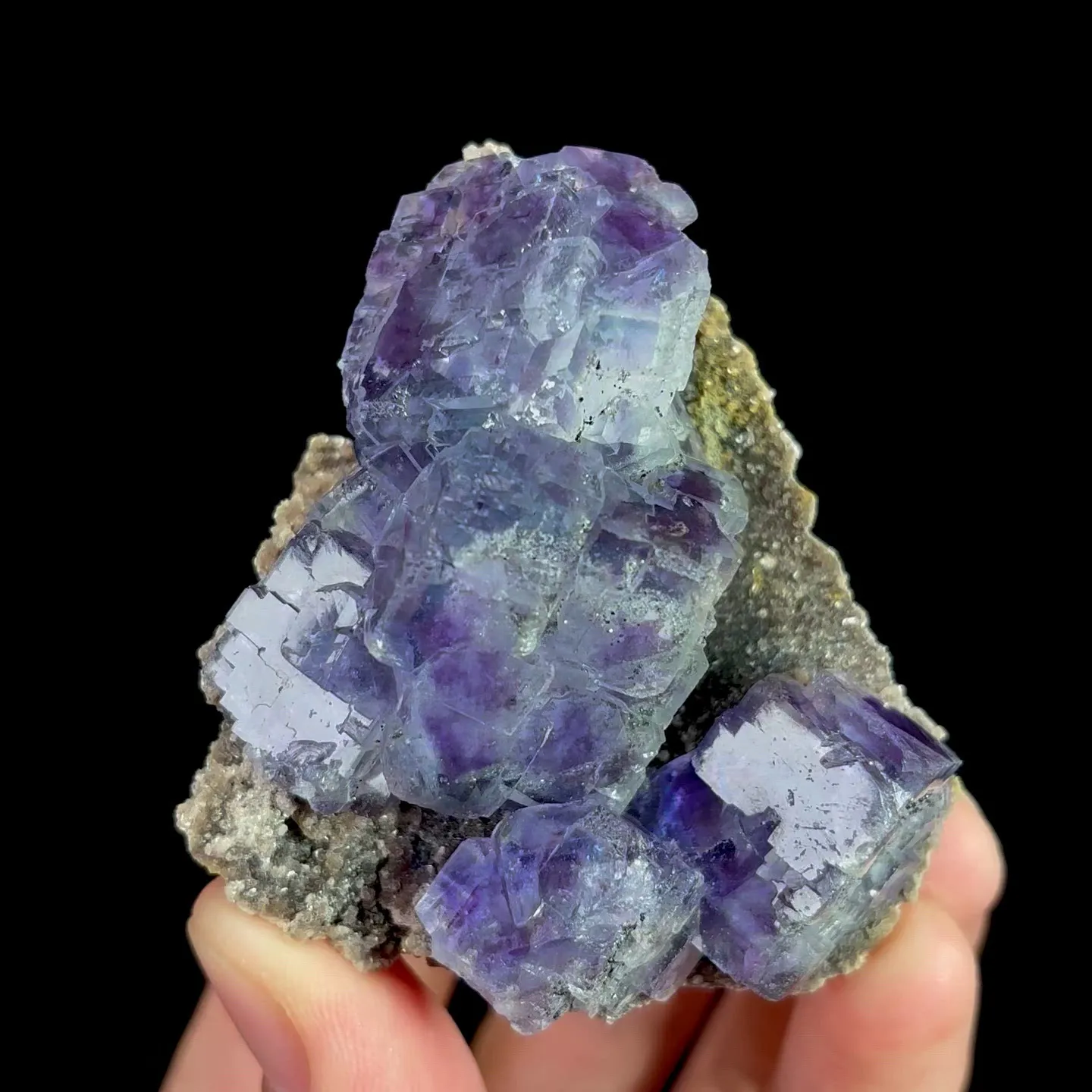 specimen video