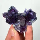 specimen video