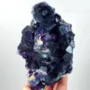 specimen video