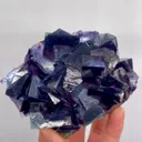 specimen video
