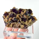 specimen video