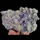 specimen video
