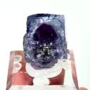 specimen video