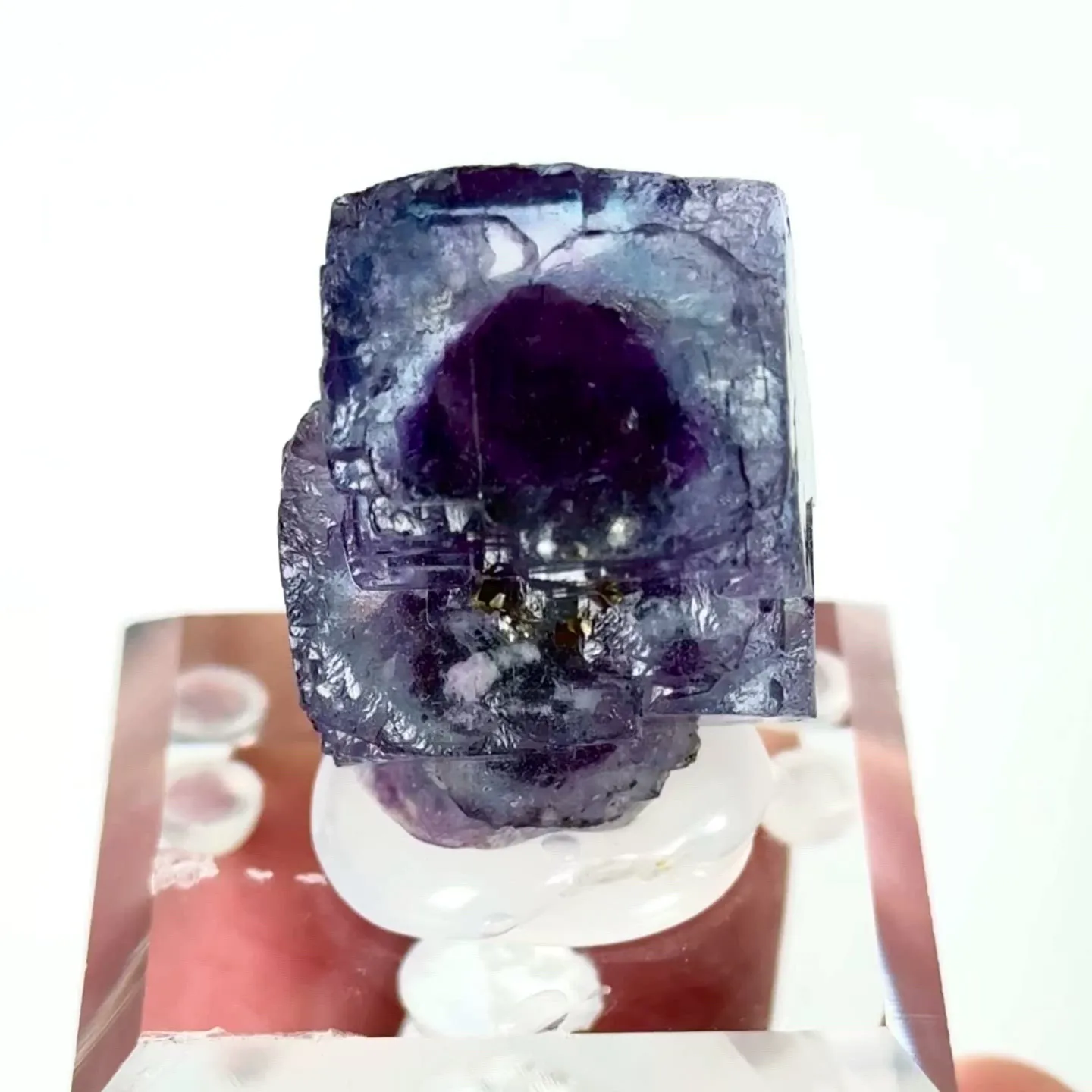 specimen video