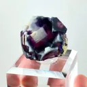 specimen video
