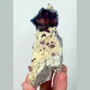 specimen video