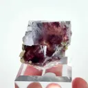 specimen video