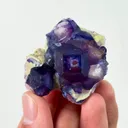 specimen video