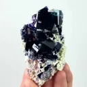 specimen video