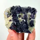 specimen video