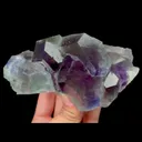 specimen video