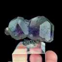 specimen video