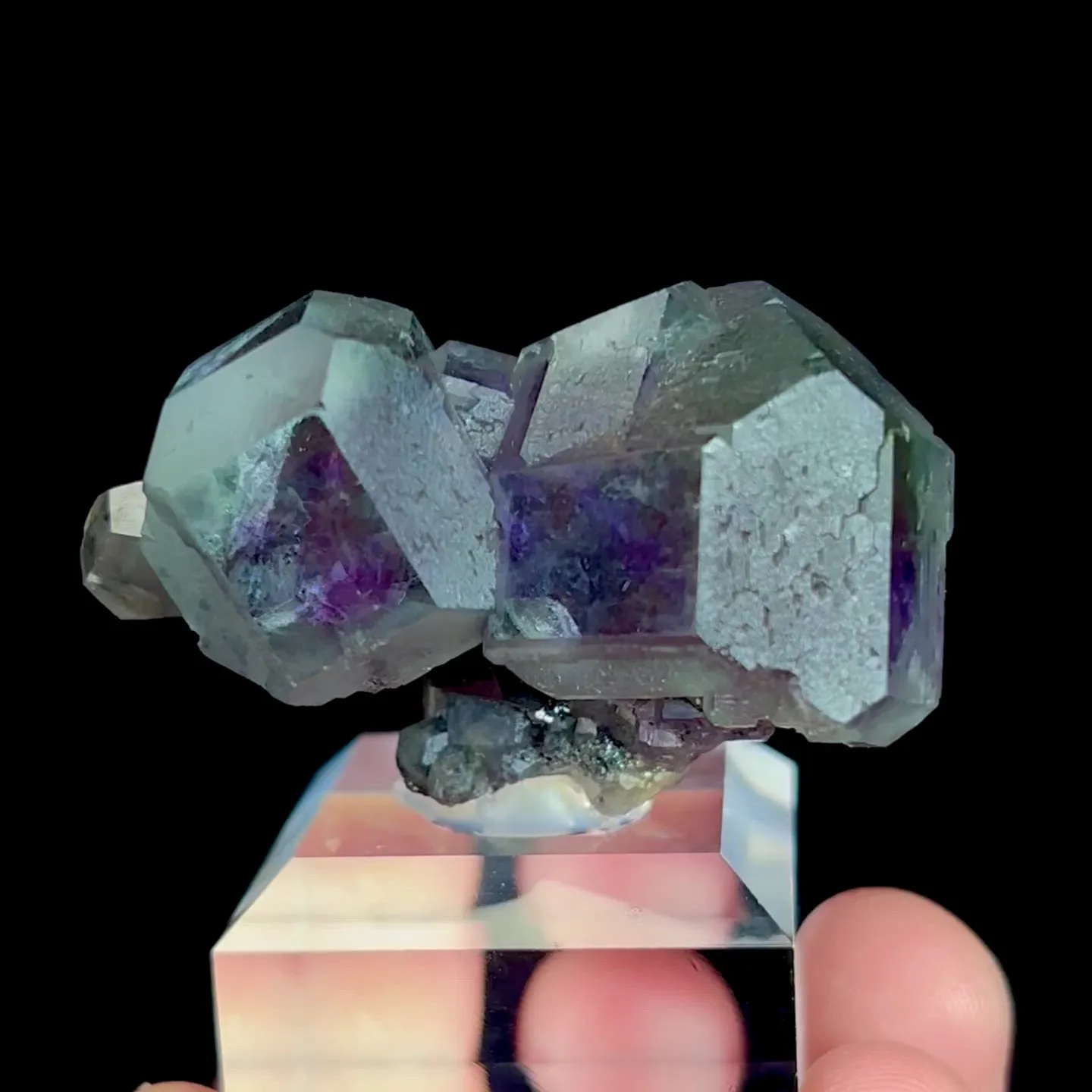 specimen video