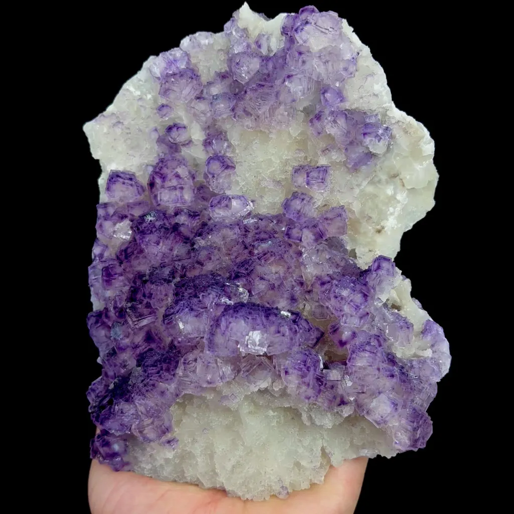 specimen video