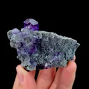 specimen video