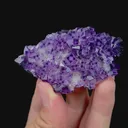 specimen video