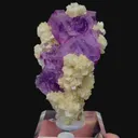 specimen video