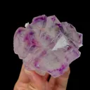 specimen video