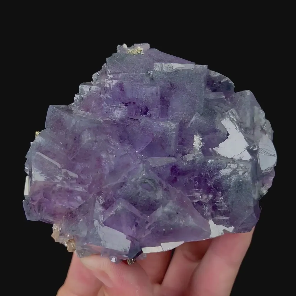 specimen video