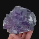 specimen video