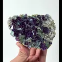 specimen video
