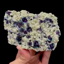 specimen video