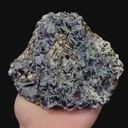 specimen video