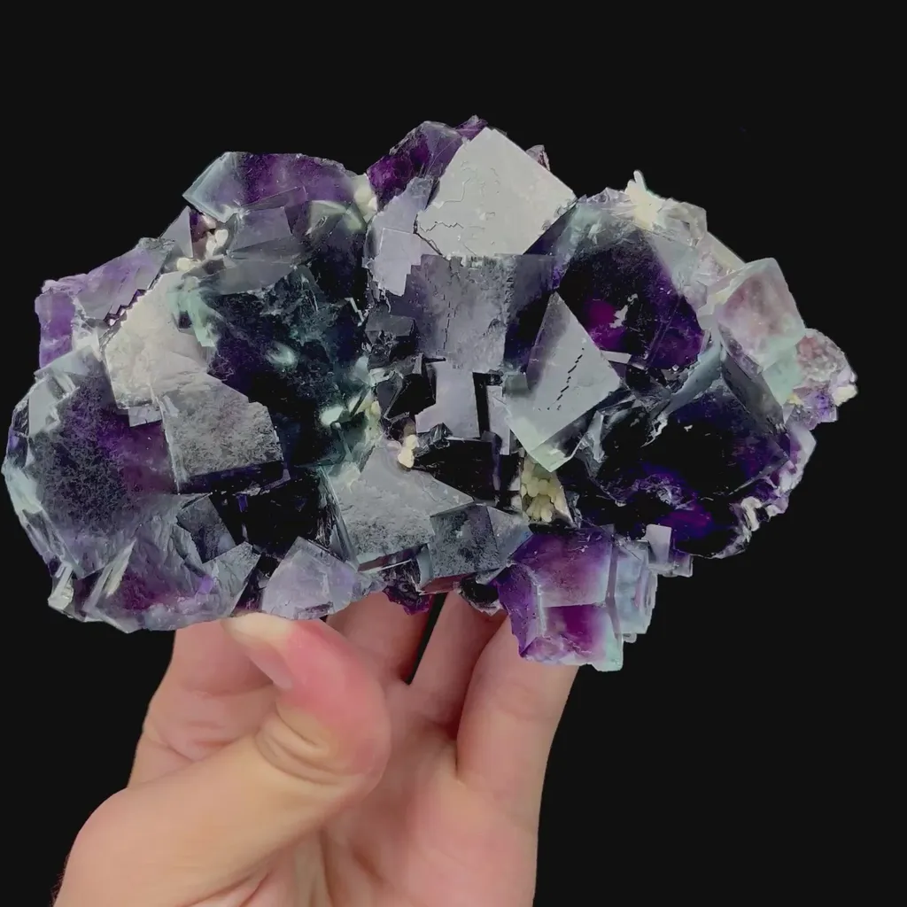 specimen video