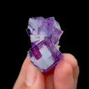 specimen video