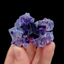 specimen video