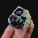 specimen video