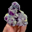 specimen video