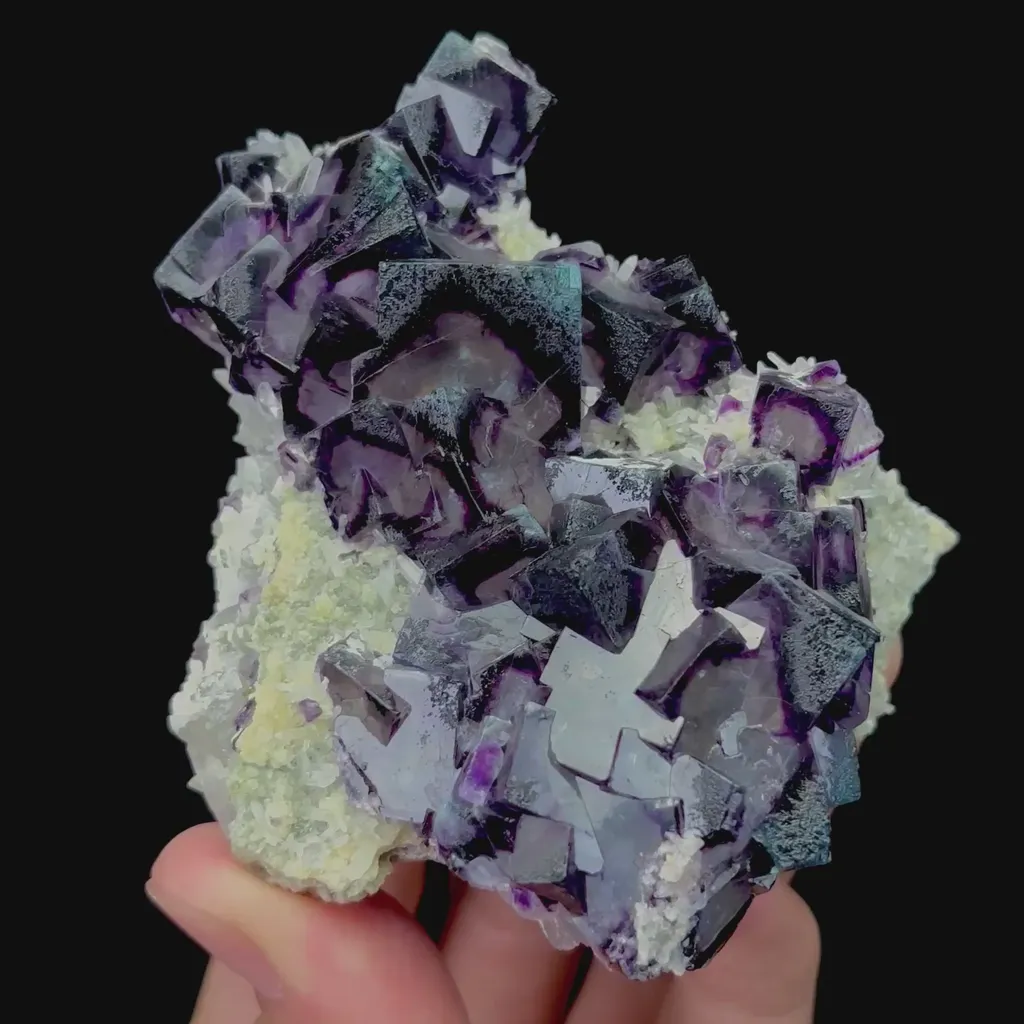 specimen video