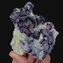 specimen video