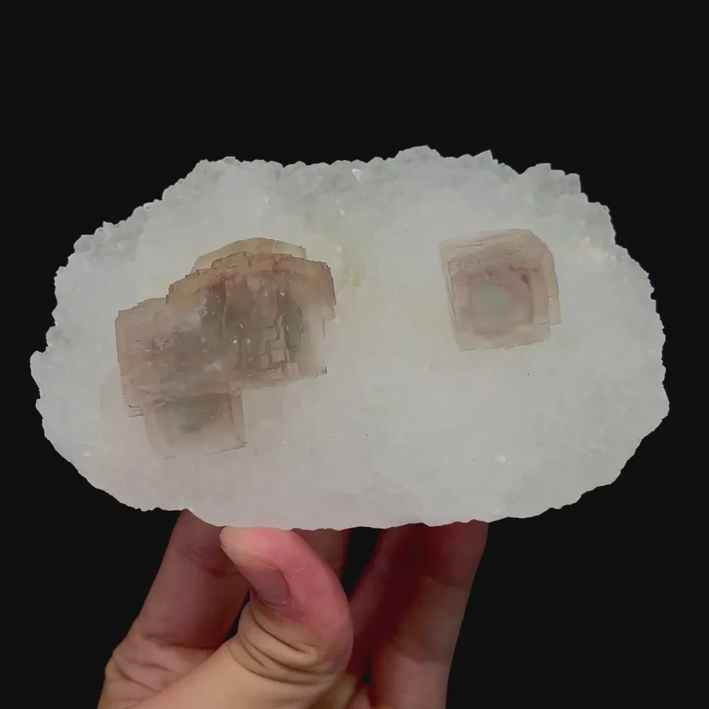 specimen video