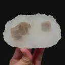 specimen video