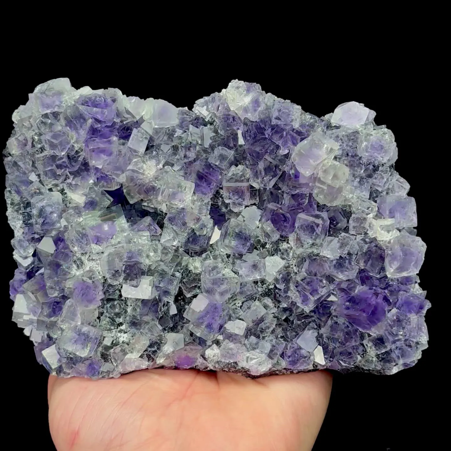specimen video