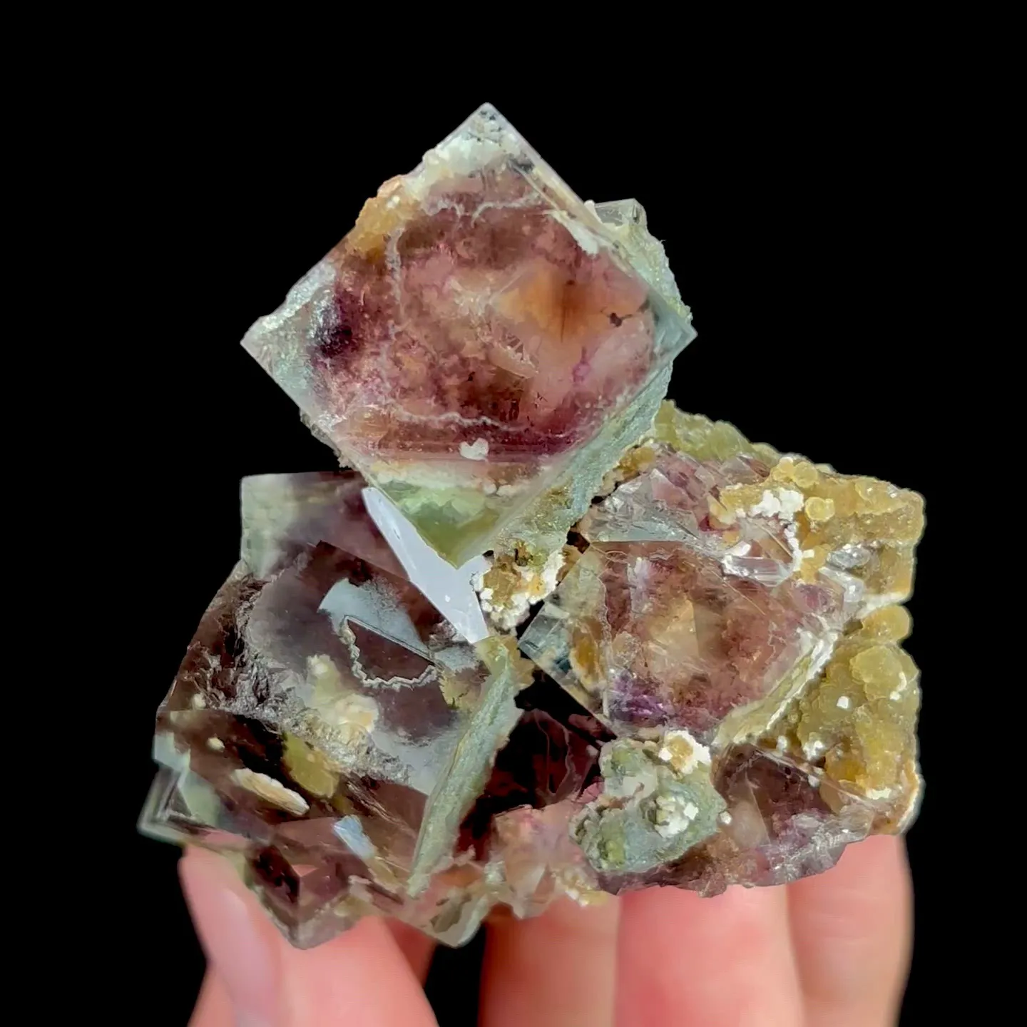 specimen video