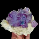 specimen video