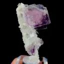 specimen video