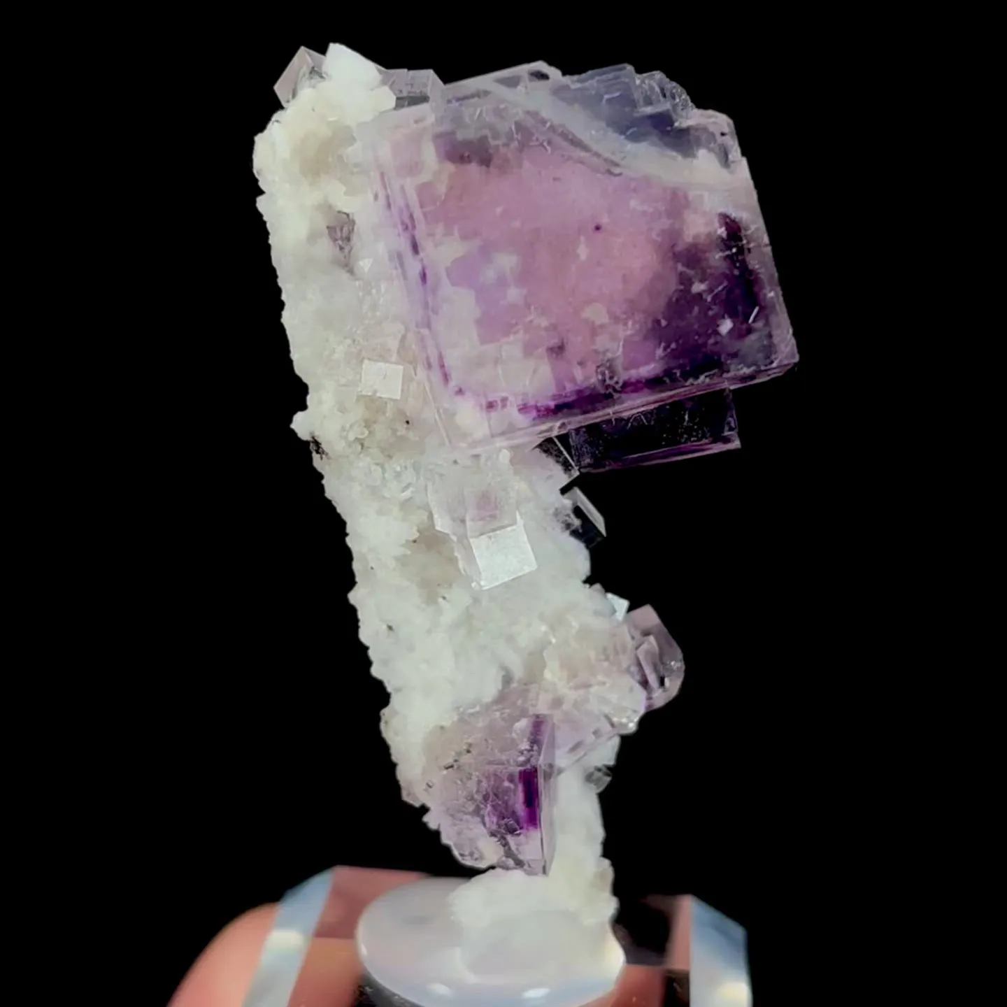 specimen video