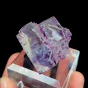 specimen video