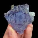 specimen video