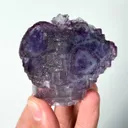specimen video