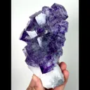 specimen video